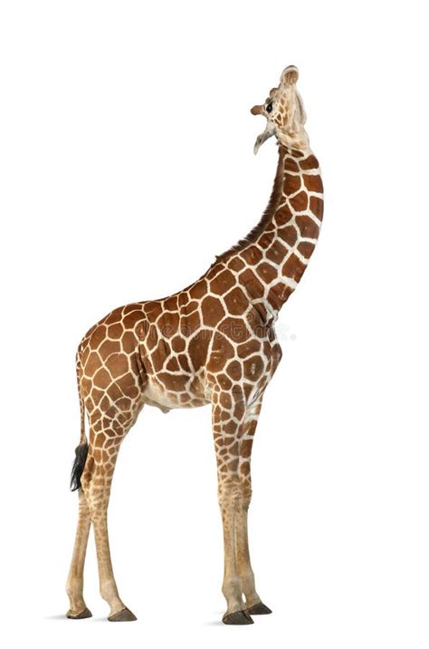 High Angle View Of Somali Giraffe Stock Image Image Of Angle Full