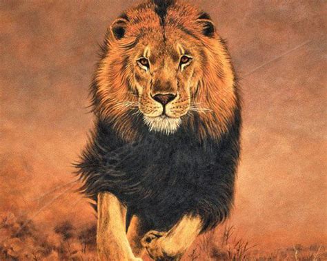Efidlimar Lions Wallpapers