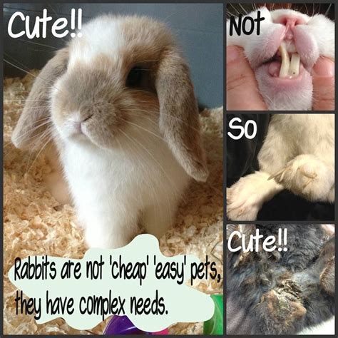 sexing rabbits how to tell male rabbits from female rabbits artofit