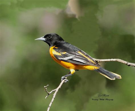 Early Orioles 4 Photograph By Gail Huddle Fine Art America