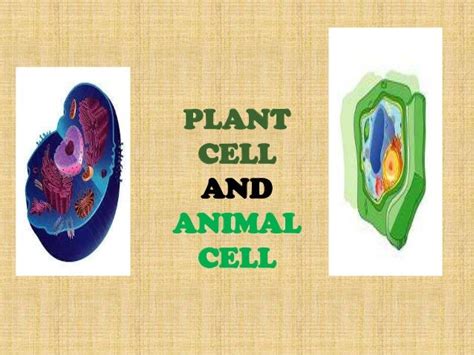 Parts Of Animal Cell And Their Functions Slideshare The Fundamental