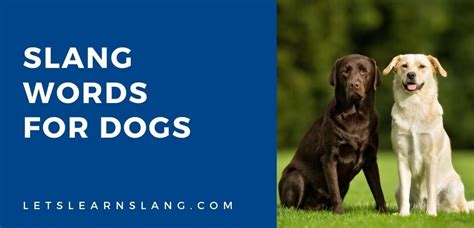35 Slang Words For Dogs And How To Use Them