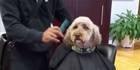 Dog Gets A Classy Haircut At The Salon Loves Every Minute Of It Huffpost