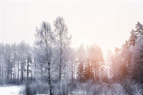 Snowy Forest Early In The Morning Stock Photo Image Of Clear Magic
