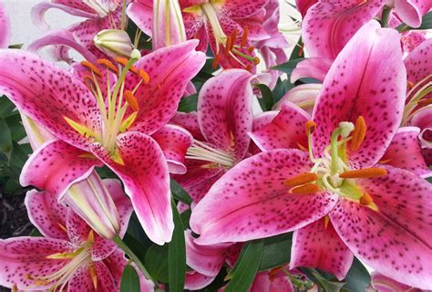 Shop Oriental Lily Stargazer And Other Seeds At Harvesting History