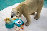 第一隻熱帶出生北極熊 健康惡化恐被安樂死 - 國際 - 自由時報電子報