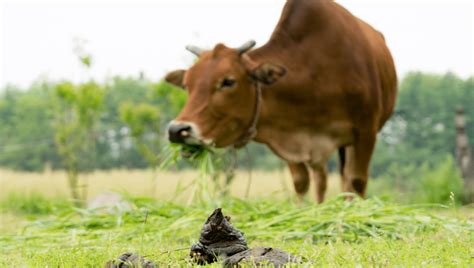 Cow Poop Shot With Plasma Bolts To Fight The Climate Crisis Iflscience