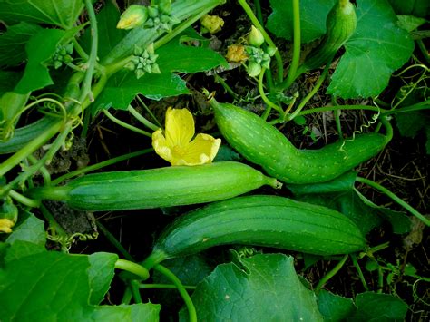 We did not find results for: Luffa Edible Gourd, 3 g : Southern Exposure Seed Exchange ...