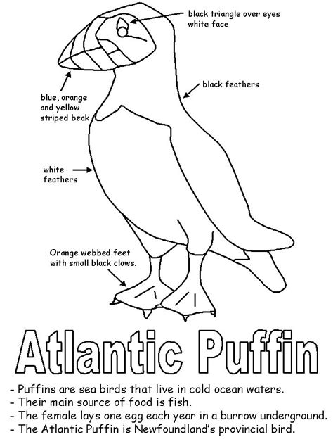 Atlantic puffin, horned puffin, and tufted puffin. Canadian Atlantic provinces activities | Puffin, Canadian ...