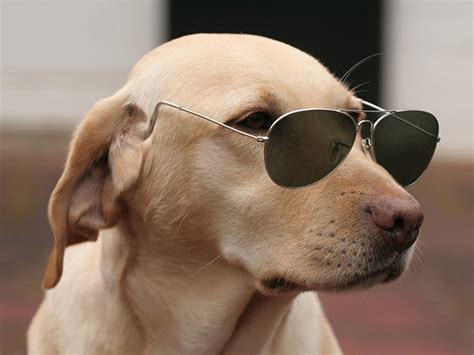 See more ideas about old photos, vintage photos, vintage dog. 50 Most Funniest Dog Pictures That Will Make You Smile