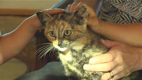 Stowaway Cat Travels 100 Miles In Vehicle Engine Needs A Forever Home Youtube