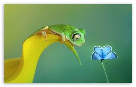 Select a beautiful wallpaper and click the yellow download button below the image. 72+ Cute Frog Wallpaper on WallpaperSafari