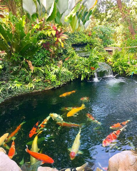 Found A Beautiful Tropical Koi Pond And Its Located In A Gas Station