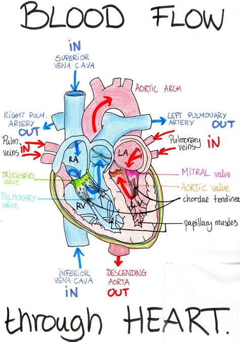 Cardiovascular System Artofit