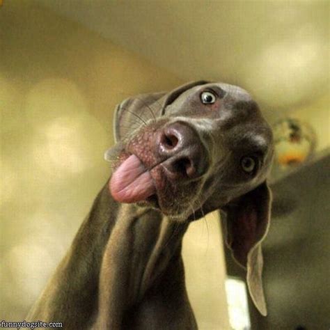 16 Dogs Pulling Funny Faces Animals Funniest Animals Pinterest