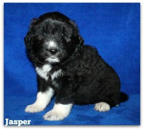 Both bedrooms have a queen bed. Pyredoodle Puppies for Sale in Bowling Green, Kentucky ...