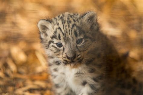 Gallery Litter Of Rare Snow Leopard Cubs Born At The Highland Wildlife