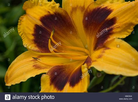 Beautiful Lily High Resolution Stock Photography And Images Alamy