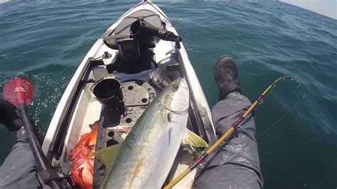 San Diego Kayak Fishing August 2016 Yellowtail 15lb Youtube