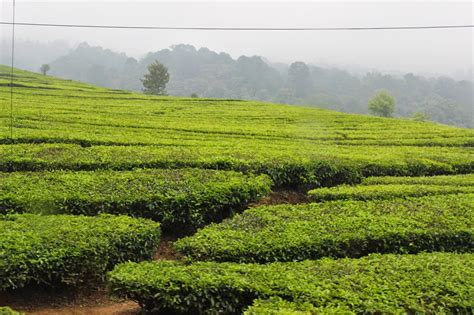 We did not find results for: Segarnya Udara Kebun Teh Sukawana Lembang-Bandung - PLH ...