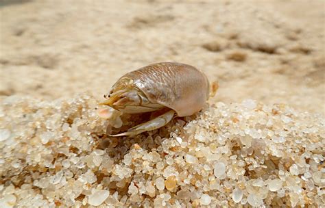 Do You Plan On Using Live Sand Fleas When Catching Pompano Preserve Sand Fleas The Right Way