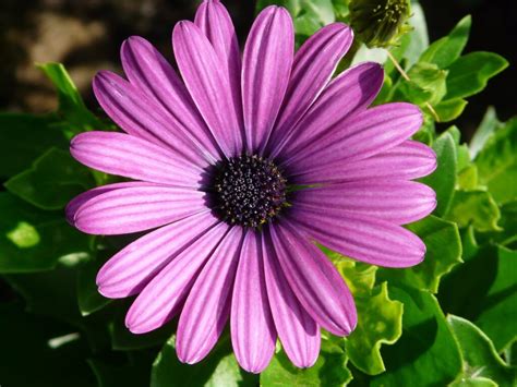 African Daisy How To Grow And Care PlantNative Org