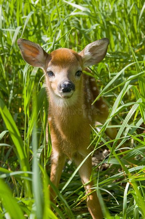Baby Deer Stock Photo Image Of Growing Grass Brown 5635566