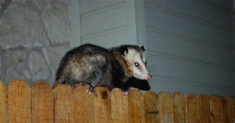 If You See An Opossum In Your Yard Let It Be