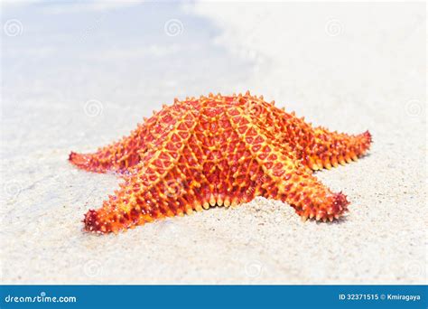 Colorful Sea Star Starfish On A Beach Stock Image Image Of Life