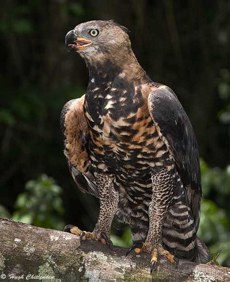 African Crowned Eagle Hunting