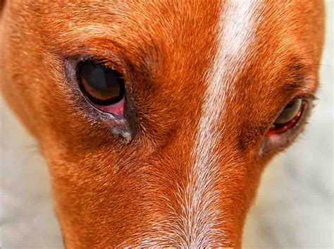 Is Dog Cherry Eye Contagious