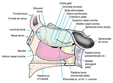 The cancer has not spread to the lymph nodes or other parts of the body. All In Nursing 4 Nursing Students..!!: The Nasal Cavity