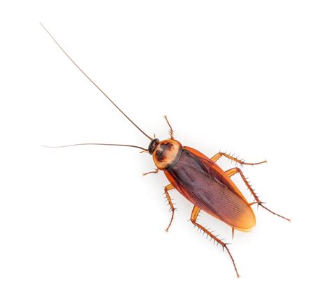 ©2015 marketing 360® do not copy. Cockroach Pest Control Bangalore Ernakulam Chennai