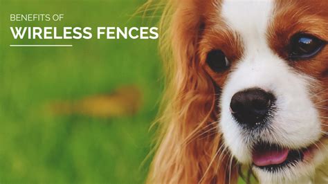 Different Types Of Dog Fences Pet Stop Dog Fence Company