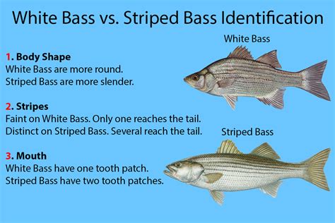 White Bass Vs Striped Bass A Simple Guide