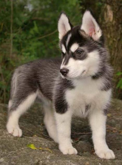 Full Grown Miniature Husky Too Cute This Will Be The