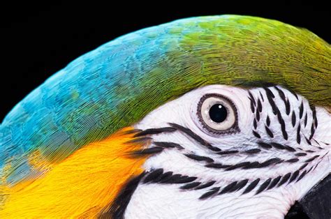 Photos Explore The Exquisite Details Of Bird Feathers Around The World
