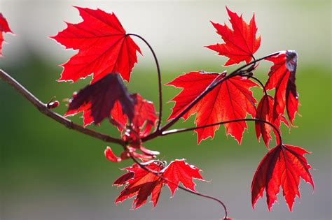 Red Maple Leaves Fall Free Photo On Pixabay Pixabay
