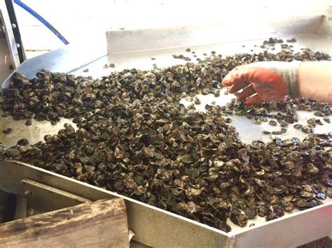 Flavor west there are 63 products. Consider the Oyster | Heritage Radio Network
