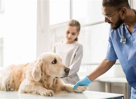 Your dog will clean herself, but you may find that blood spots get sprayed everywhere if she shakes her body, or you'll find a trail of spots around the house. Caring for Your Dog With Congestive Heart Failure Disease ...