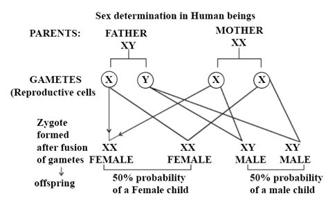 Explain Sex Determination In Humans With Line Diag