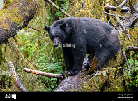 Alaska Tongass National Forest Anan Creek American Black Bear Wild