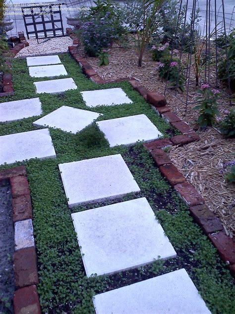 Herbaceous perennial flower, usually grown as an annual: how tall does dichondra repens grow in the shade? - Google ...