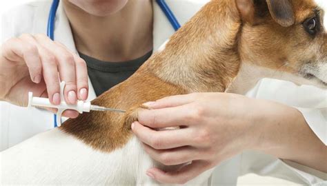 Is the rabies vaccine good for life? What Shots Do Puppies Need and Exact Puppy Vaccination ...