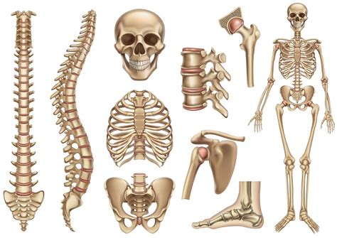 Esqueleto Humano Partes