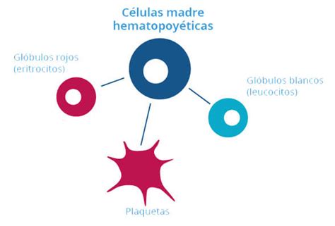 Celulas Madre Hematopoyeticas Cells4life