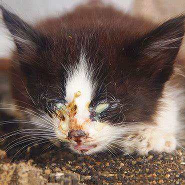 Many cats have suffered from or are carriers of cat flu. Cat flu in kittens - PDSA