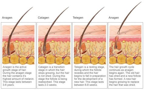 Three Separate Stage Anagen Catagen And Telogen Are Distinguishable