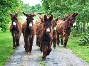 The poitou donkeys are too cute :3. Baudet du Poitou et Mule Poitevine - Energie Cheval