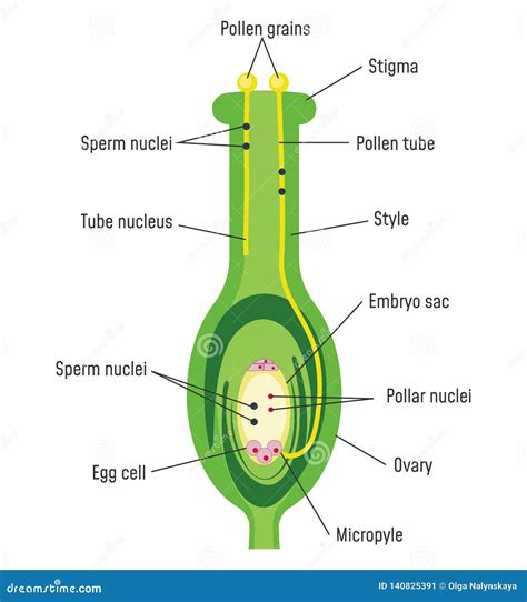 Pollen Germination On Stigma Stock Vector Illustration Of Biology